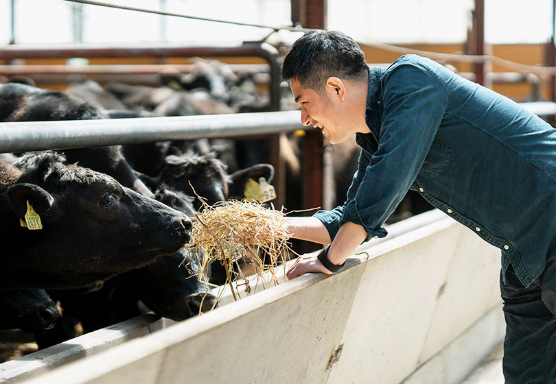 佐々木牛｜SASAKI BEEF